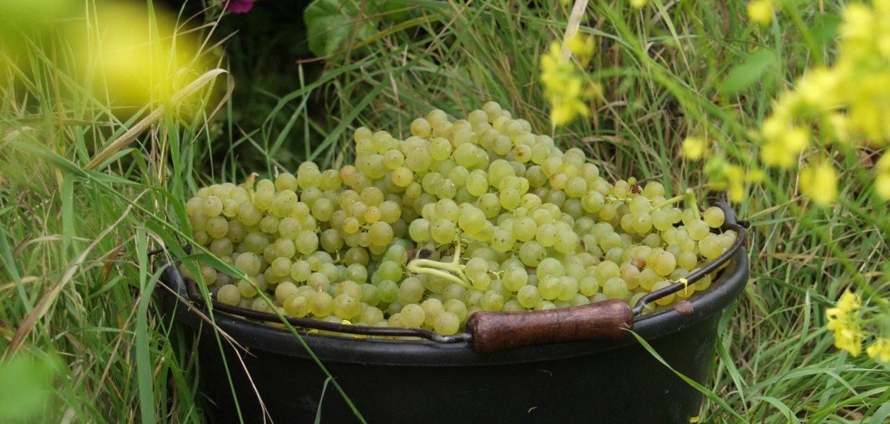 Weingut Brühler Hof_Lese, © Weingut Brühler Hof