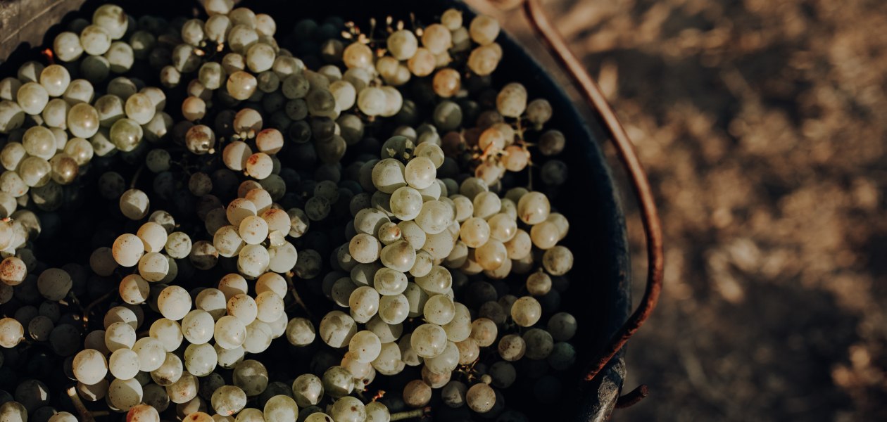 Weingut Bernhard_Trauben, © Ines Barwig