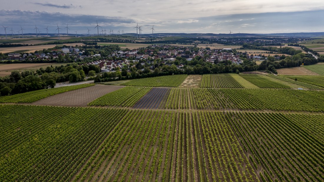 Wallertheimer Vogelsang-DJI_0757, © Rheinhessenwein e.V., Torsten Silz