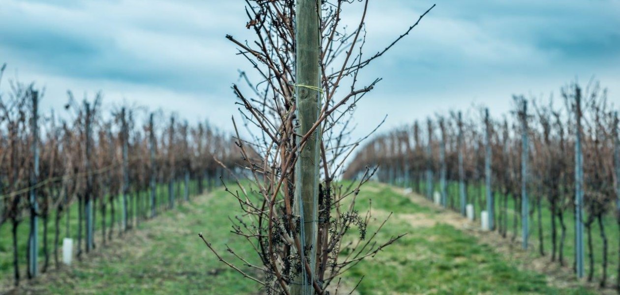 Weingut Georg Mahn_Weinrebe 2, © Weingut Georg Mahn