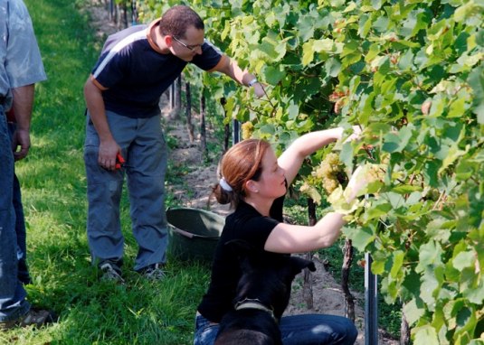 Weingut Lamberth_Weinlese © Weingut Lamberth