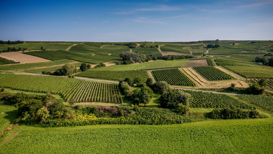 Saulheimer Schloßberg