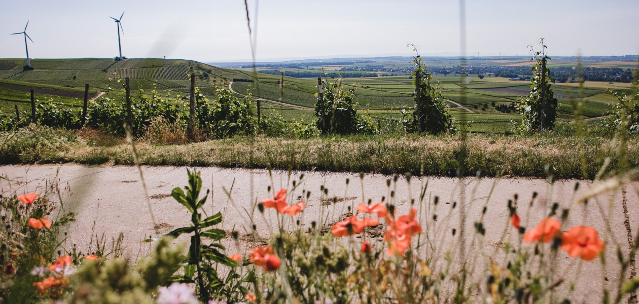 Weingut-Abthof-Juni-2021-DRUCK-14, © Weingut Abthof