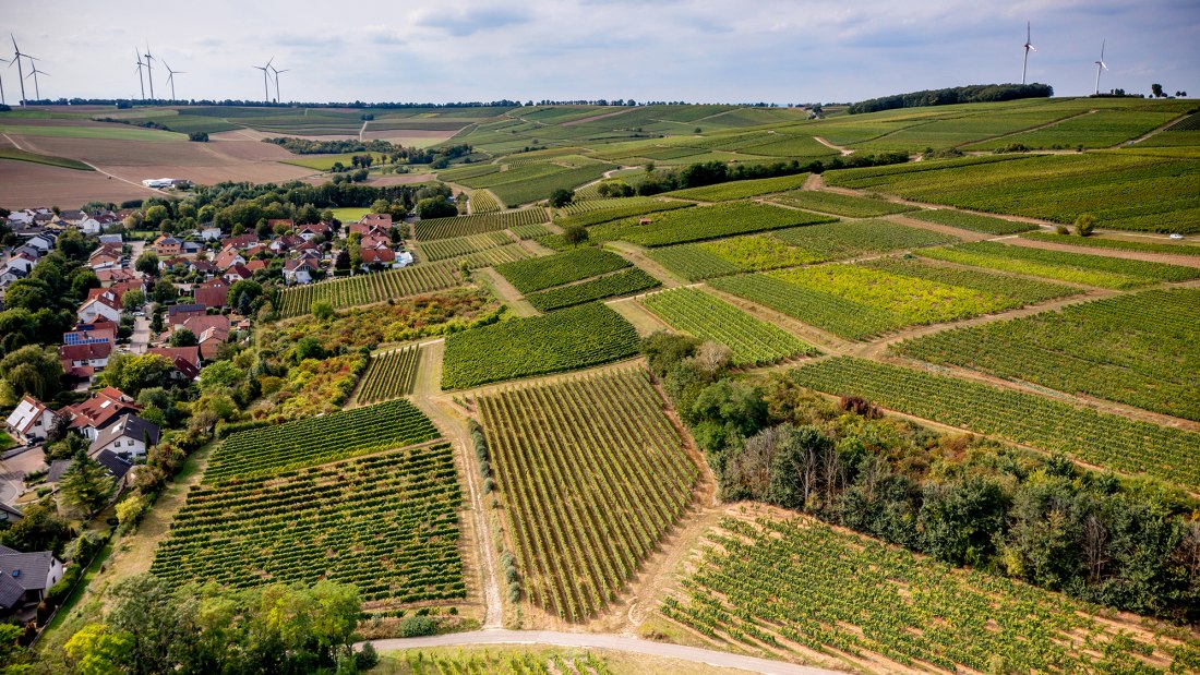 Weinheimer Kapellenberg