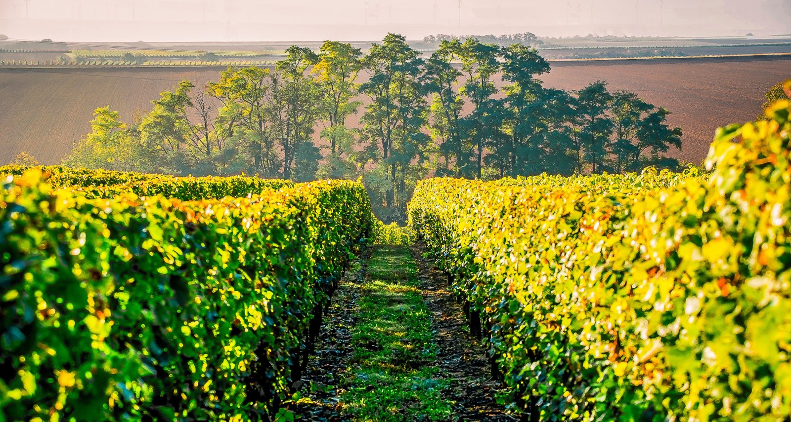 Rheinhessen Mitte im Herbst, © Michael Kinzel